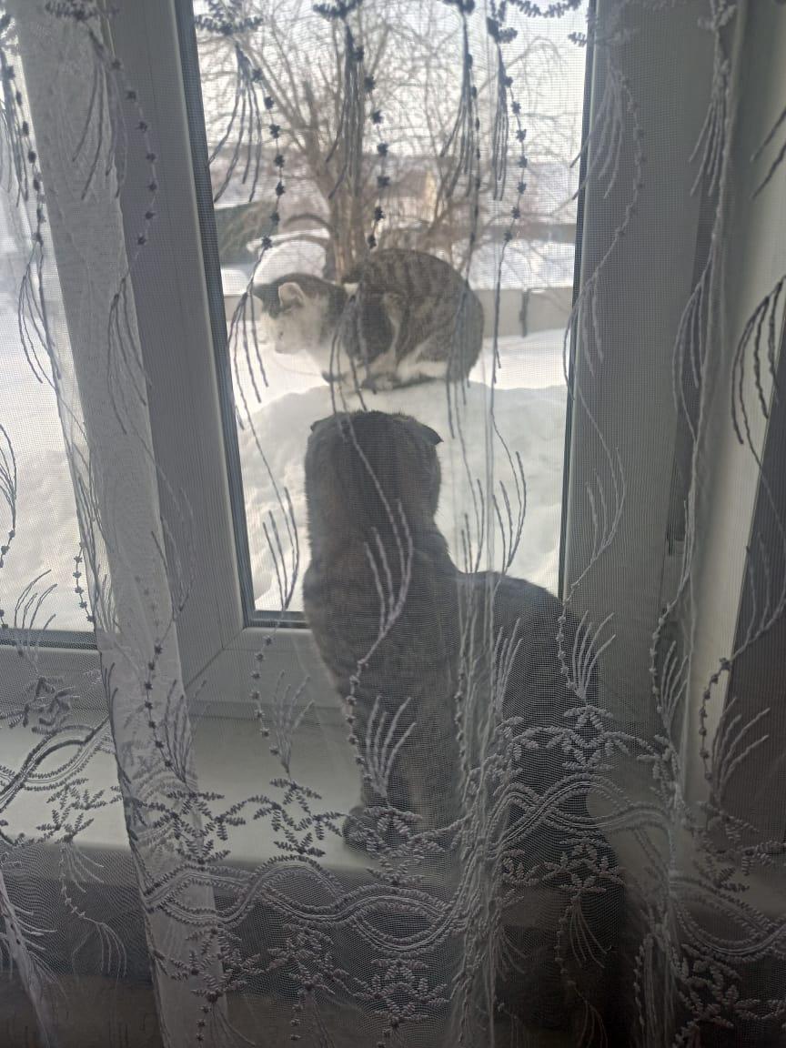 Фото В снегу и за рулем: в Новосибирске опубликовано свыше 50 фото милых питомцев к Дню кошек 35 - Сиб.ФМ Фото В снегу и за рулем: в Новосибирске опубликовано свыше 50 фото милых питомцев к Дню кошек 35